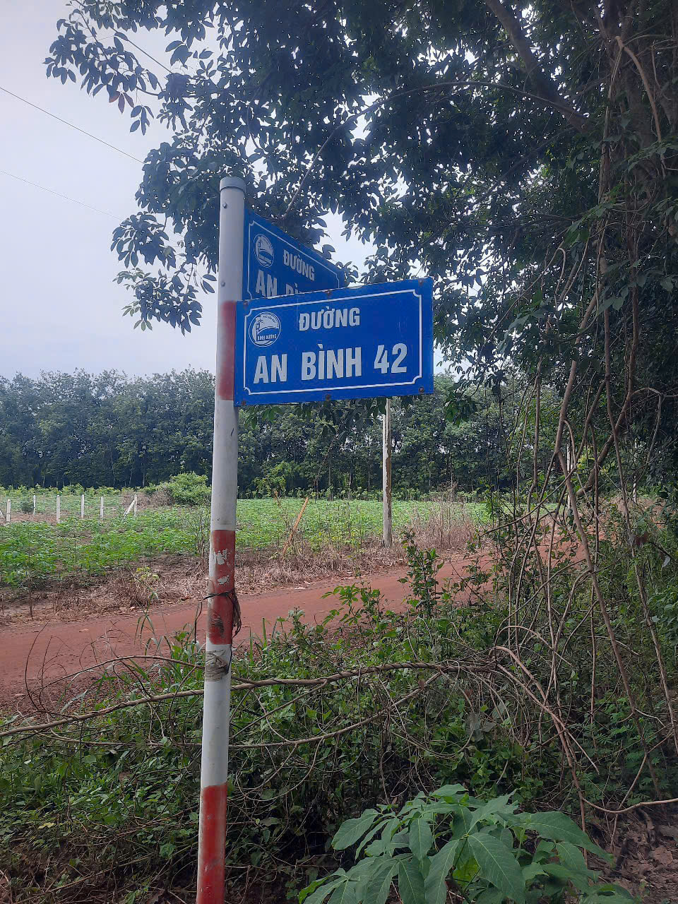 Bán đất 9.000m2 mặt tiền đường khu xã An Bình, Phú Giáo Bình Dương