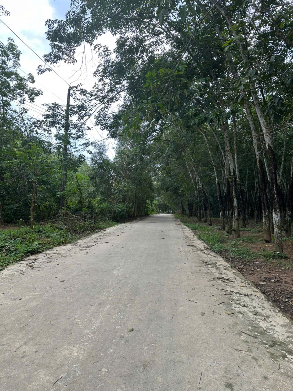 Bán đất cao su đẹp 9.242m2 tại ấp Cần Giăng, xã Thanh An, Dầu Tiếng, Bình Dương
